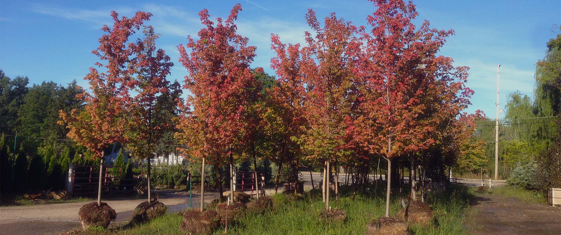 Trees for sale at bundschuh landscape center. 2.5" caliper, 12 foot tall, Autumn Blaze Maples pictured in fall with red leaves